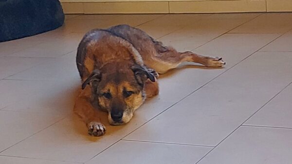 Hope (ehemals Hudin) - Gnadenplatzhund seit dem 29.12.2021 - RBB 20.11.2023 – Bild 7
