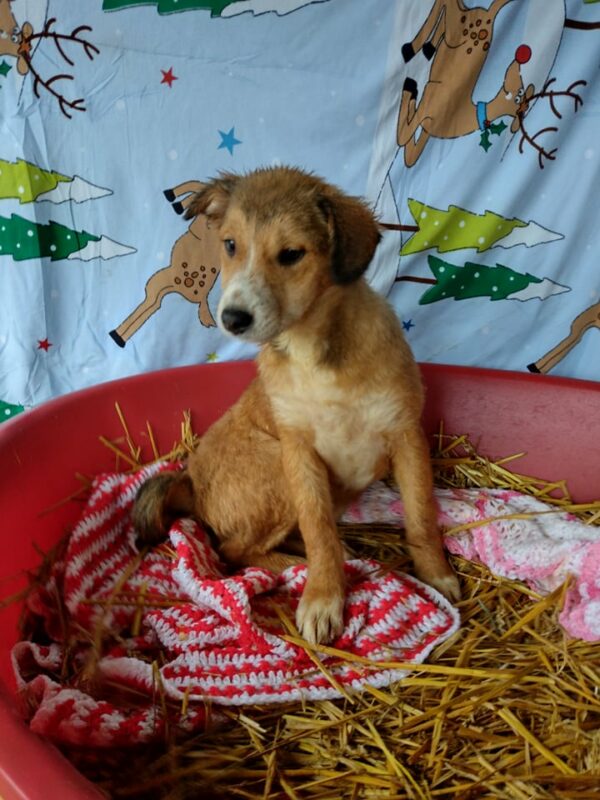 MELLI - reserviert Hundescheune Fläming - vermittelt – Bild 3