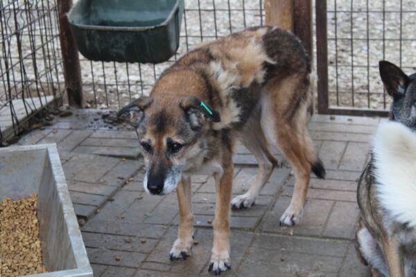 Hope (ehemals Hudin) - Gnadenplatzhund seit dem 29.12.2021 - RBB 20.11.2023 – Bild 2