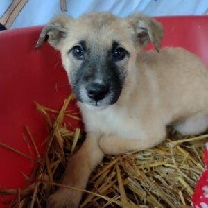ORIANA - auf Pflegestelle in PLZ 7 - vermittelt
