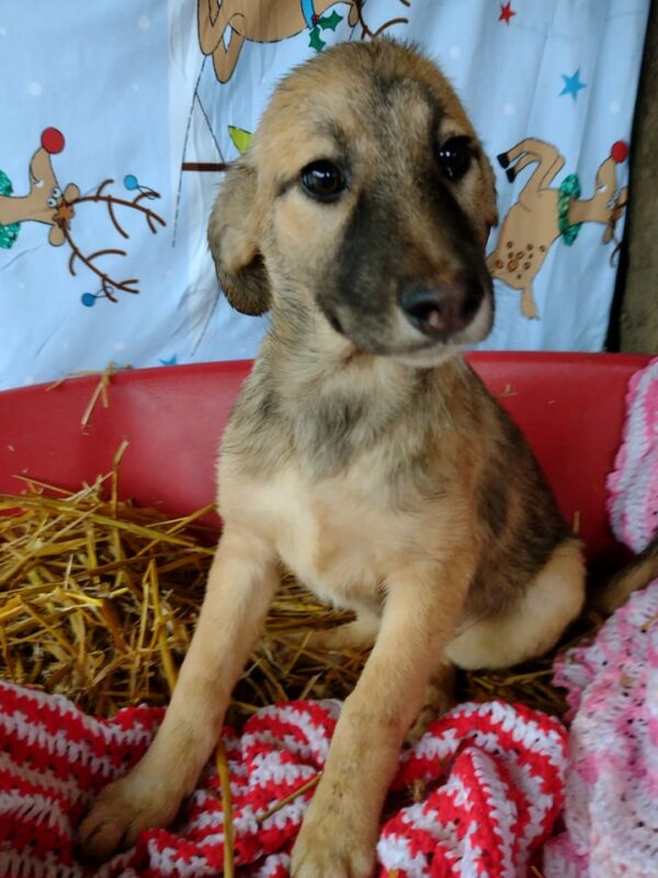 MIRKA - reserviert Betty - vermittelt – Bild 4