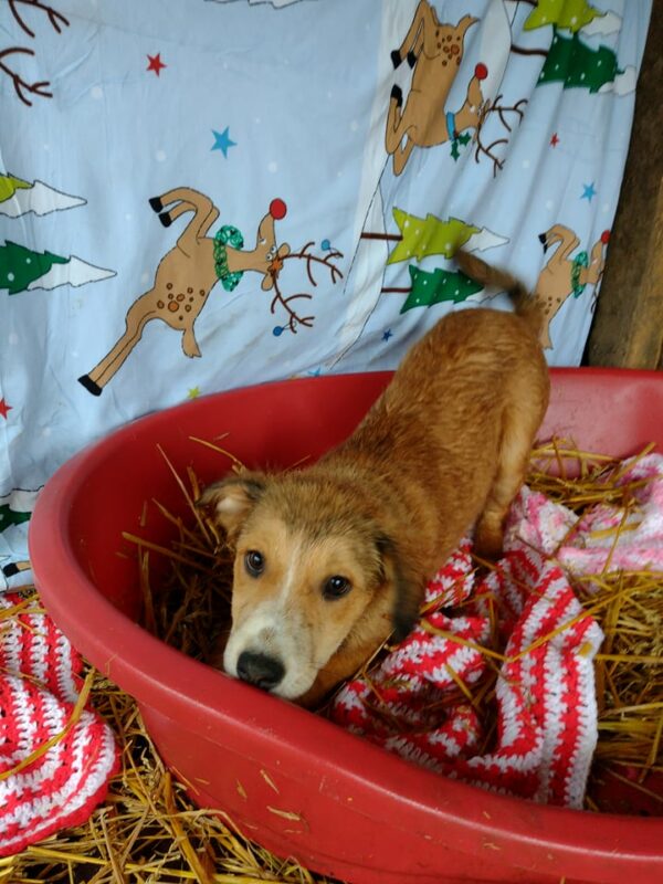 MELLI - reserviert Hundescheune Fläming - vermittelt – Bild 4