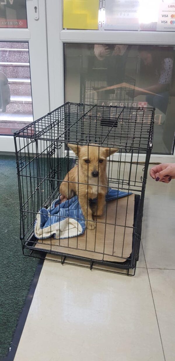 MARIBA - linkes Vorderbein amputiert - reserviert Hundescheune Fläming - vermittelt – Bild 5