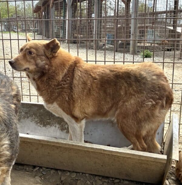 URSA (♀) – Bild 3