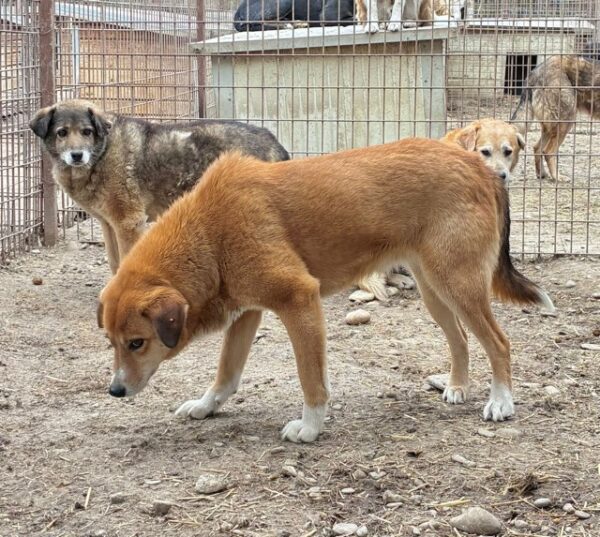 BELINDA (♀) - seit 2019 im Shelter – Bild 4