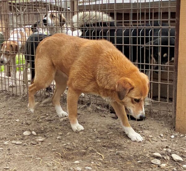 BELINDA (♀) - seit 2019 im Shelter – Bild 5