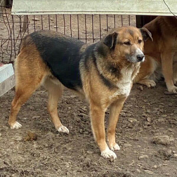 DANIEL (♂) – Bild 4