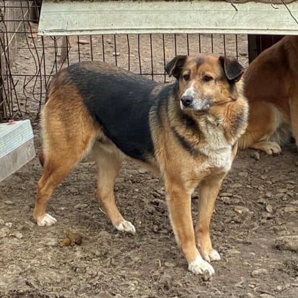 DANIEL (♂) – Bild 2