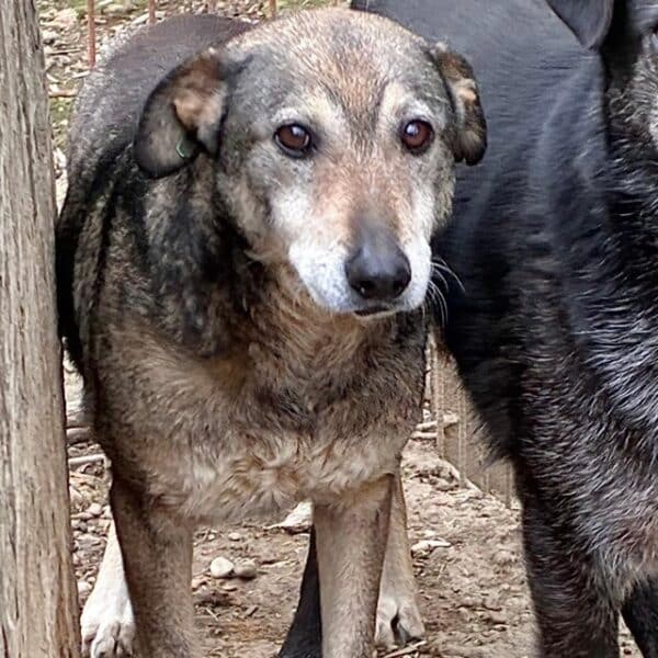 HARVEY (♂) – Bild 2