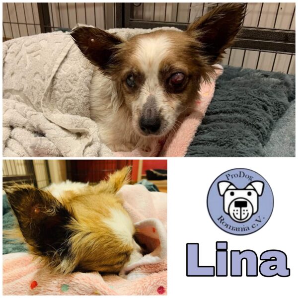 Lina - Gnadenplatzhund seit dem 29.12.2021 RBB 04.03.2023
