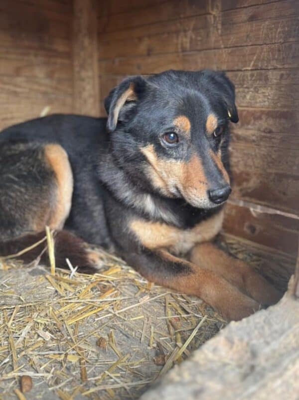 BAILEY (♂) - seit 2019 im Shelter – Bild 2