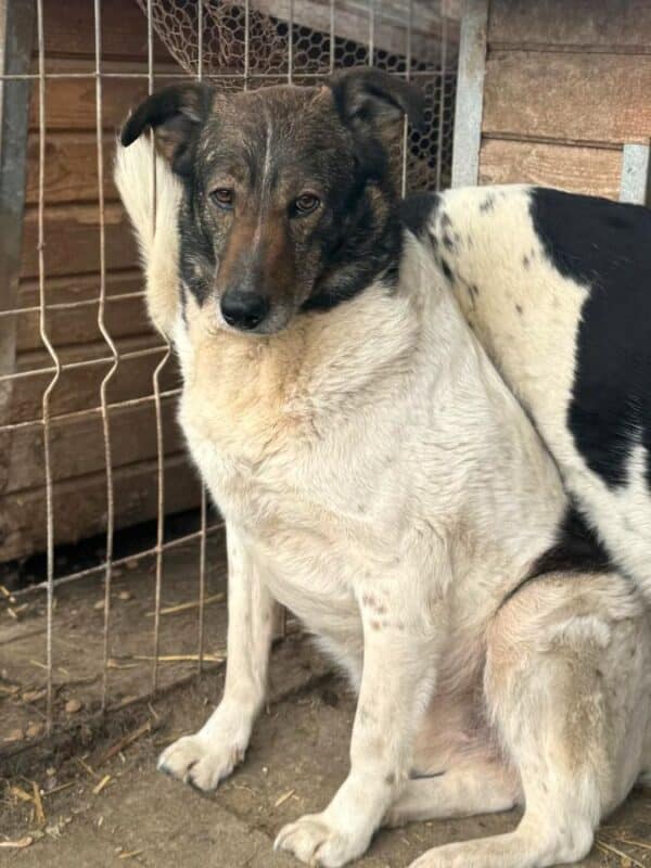 FRANZL (♂) - seit 2019 im Shelter – Bild 2