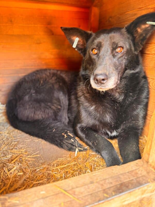 ROMIKA (♂) – Bild 3