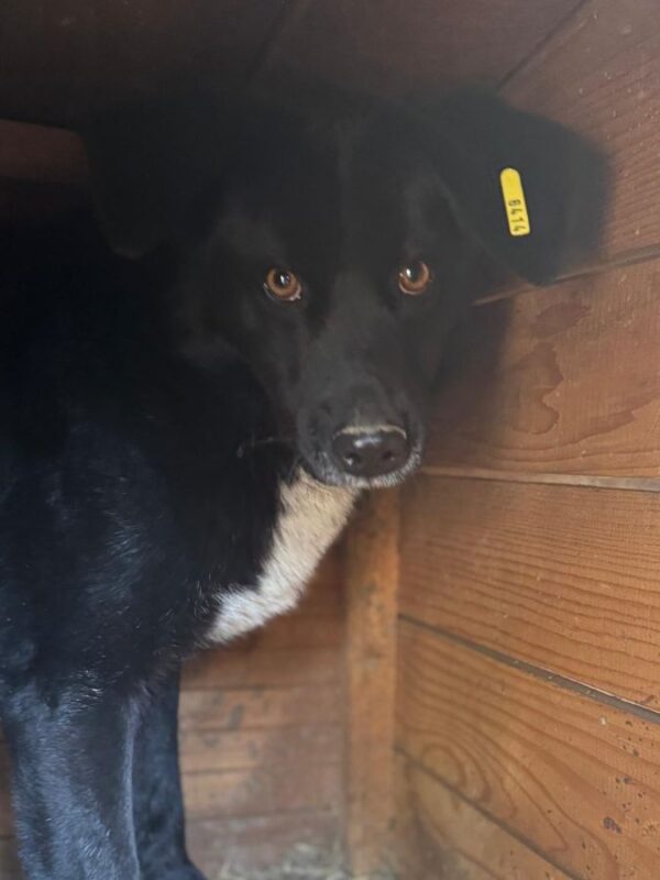 OTIS (♂) – Bild 2