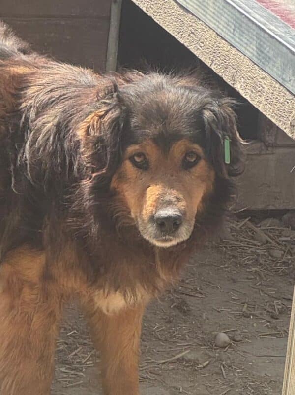 SANCHO (♂) – Bild 12