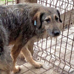 JESSIE - seit 2021 im Shelter