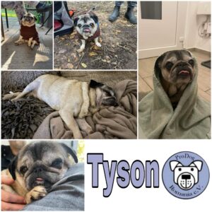 Tyson - Gnadenplatzhund seit dem 25.09.2021 - RBB 03.03.2024