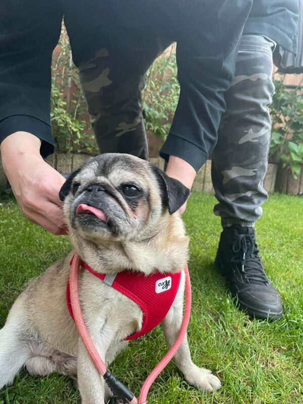 Tyson - Gnadenplatzhund seit dem 25.09.2021 - RBB 03.03.2024 – Bild 8
