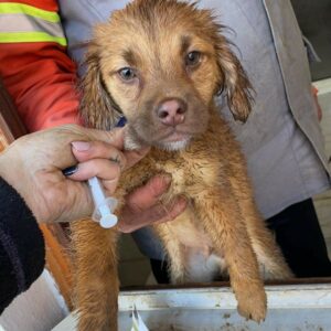 MOSES - reserviert TH Tuttlingen - vermittelt