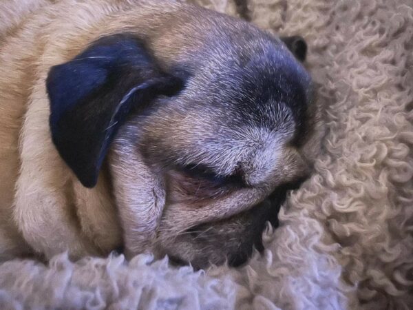 Tyson - Gnadenplatzhund seit dem 25.09.2021 - RBB 03.03.2024 – Bild 5