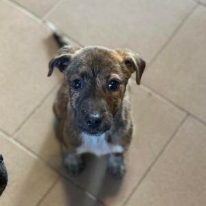 LUCIE - auf Pflegestelle in PLZ 5 - vermittelt