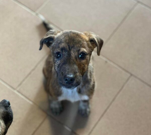 LUCIE - auf Pflegestelle in PLZ 5 - vermittelt