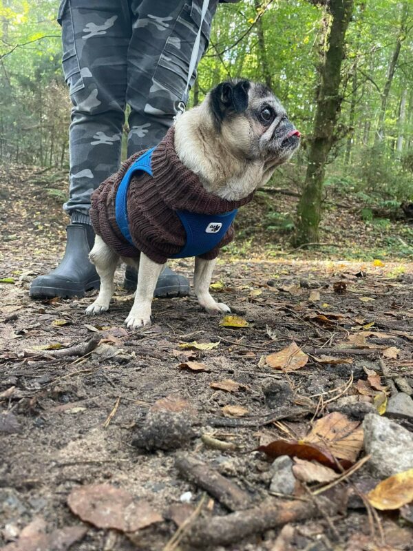 Tyson - Gnadenplatzhund seit dem 25.09.2021 - RBB 03.03.2024 – Bild 7