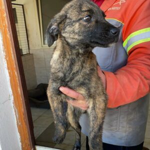 YVETTE - reserviert TH Tuttlingen (09.12.) - vermittelt