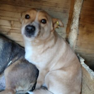 HECTOR - auf Pflegestelle in PLZ 3 vermittelt