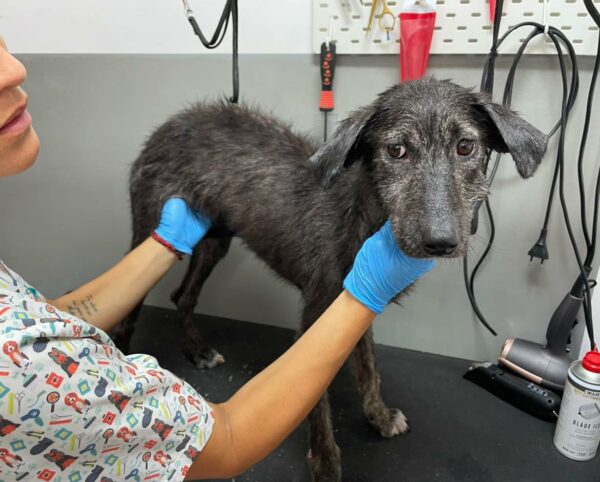 ESHA - reserviert Tierhilfe Lebenswert DR (21.09.) - vermittelt – Bild 2