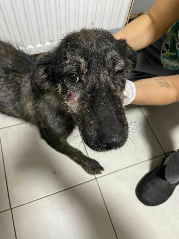 ESHA - reserviert Tierhilfe Lebenswert DR (21.09.) - vermittelt – Bild 5