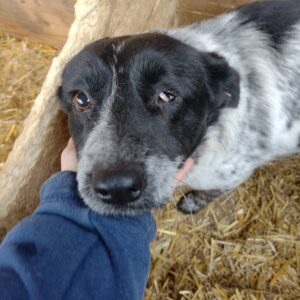 LORNA - linkes Auge fehlt - reserviert Hundescheune Fläming vermittelt