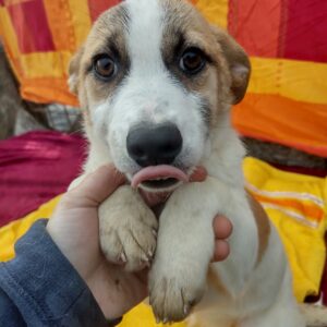 INDRA - reserviert Hundescheune Fläming vermittelt