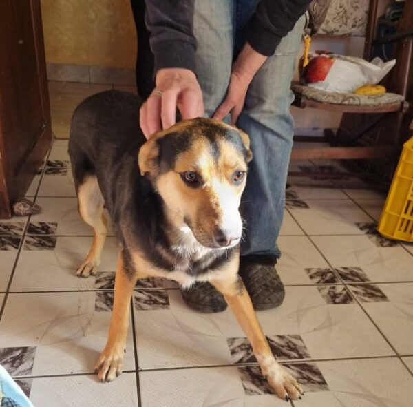 ANDA - reserviert Tierhilfe Lebenswert DR (07.02.) - vermittelt – Bild 2