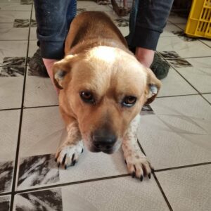 BOBI - vor Ort vermittelt