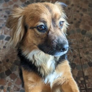 MINZE - auf Pflegestelle in PLZ 2 vermittelt