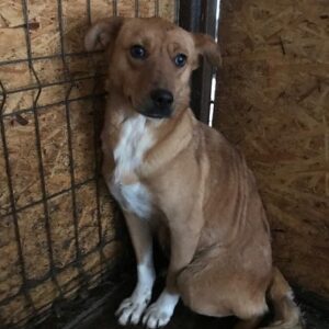 HANNA(♀)  - Notfall - Mobbingopfer hat Bisswunden - vermittelt AL