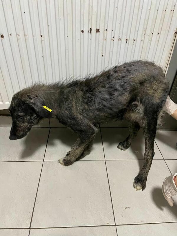 ESHA - reserviert Tierhilfe Lebenswert DR (21.09.) - vermittelt – Bild 6