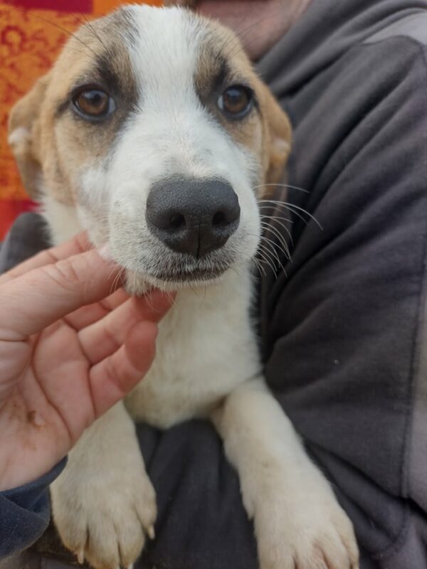 INDRA - reserviert Hundescheune Fläming vermittelt – Bild 2