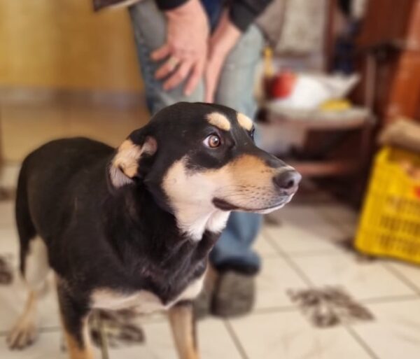 ELA (*DORA) - vor Ort vermittelt 06/23 – Bild 2