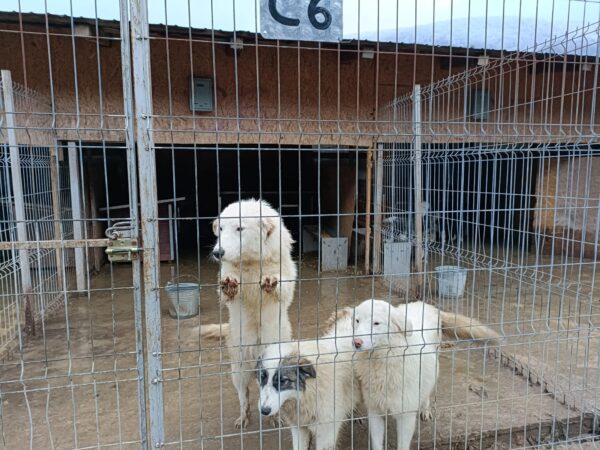 CIDRA - reserviert für Tierhilfe Lebenswert vermittelt – Bild 3