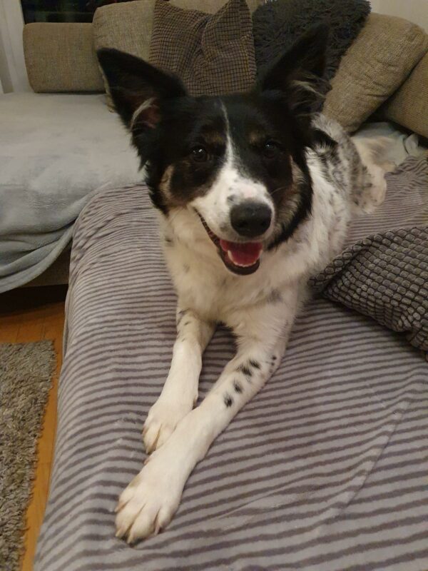 Cookie in 16540 Hohen Neuendorf – Bild 2