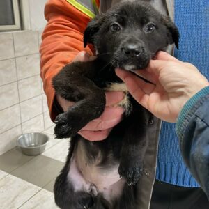 ANNI - reserviert Hundescheune Fläming vermittelt vermittelt