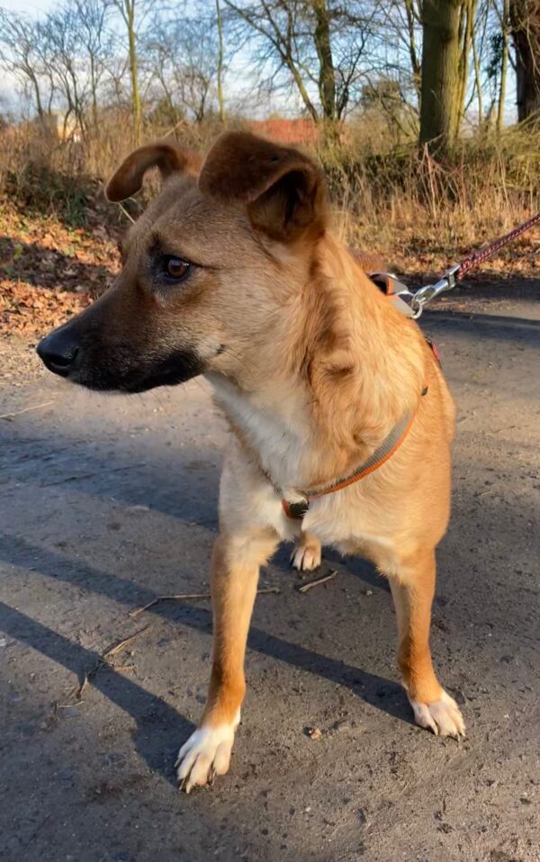 Scout in 59387 Herbern – Bild 6