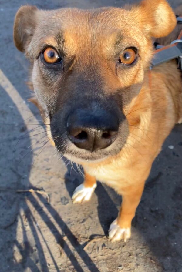 Scout in 59387 Herbern – Bild 5
