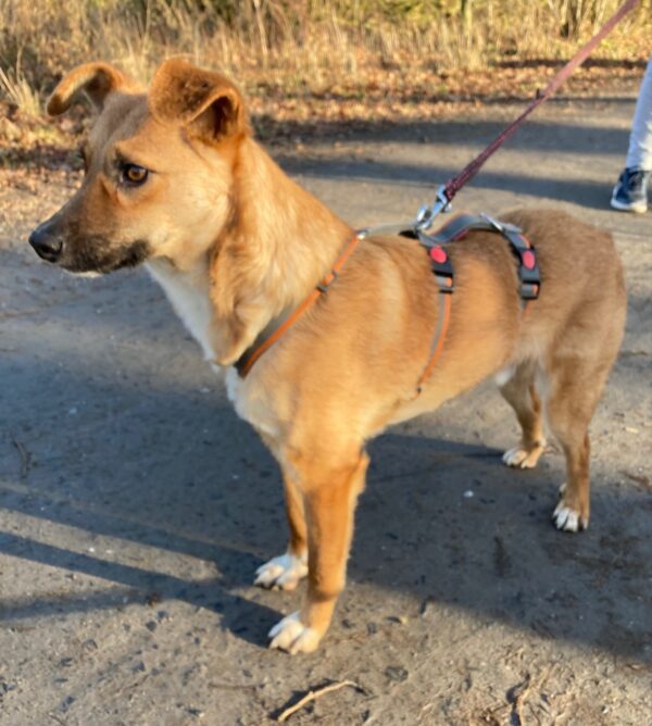 Scout in 59387 Herbern – Bild 4