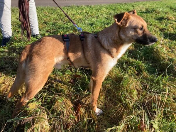 Scout in 59387 Herbern – Bild 3