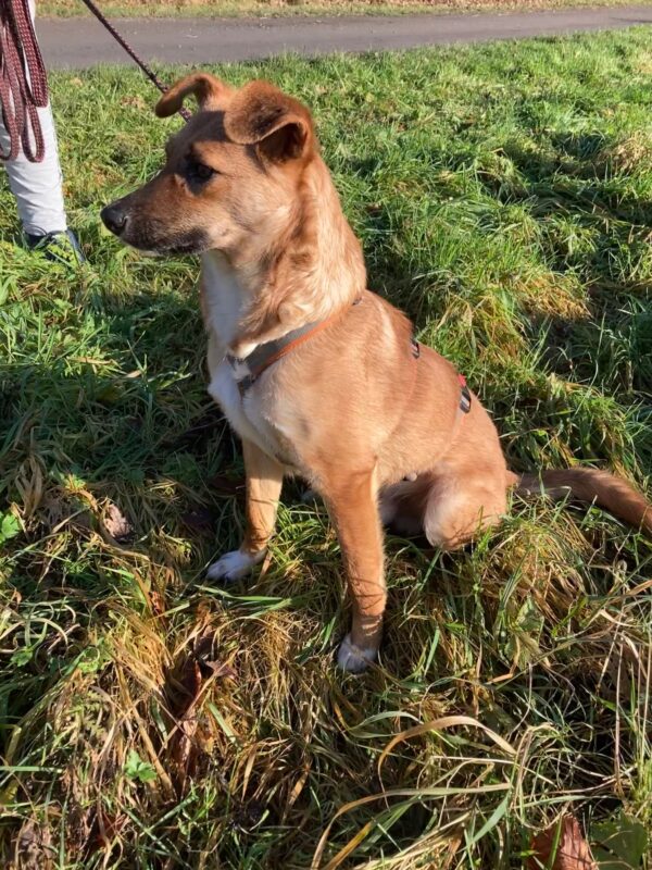 Scout in 59387 Herbern – Bild 2