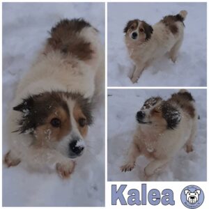 Kalea *vermittelt*