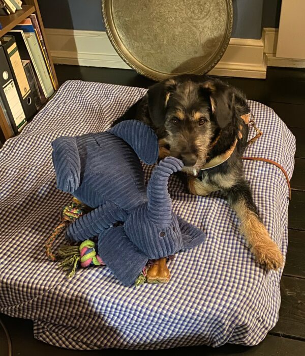 Peter in 53113 Bonn – Bild 6
